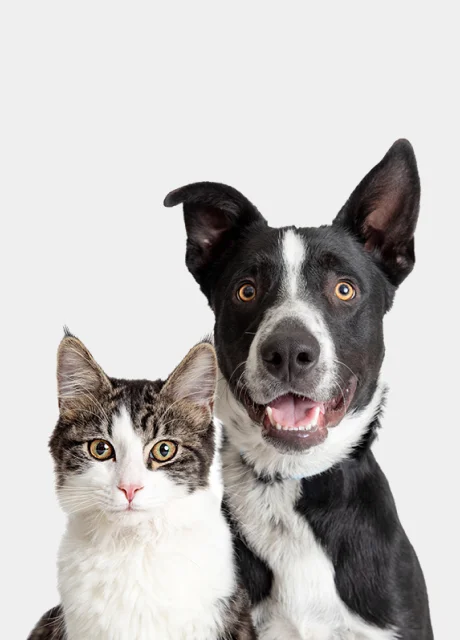 cat and friendly dog